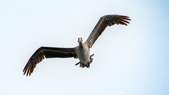 California brown pelican