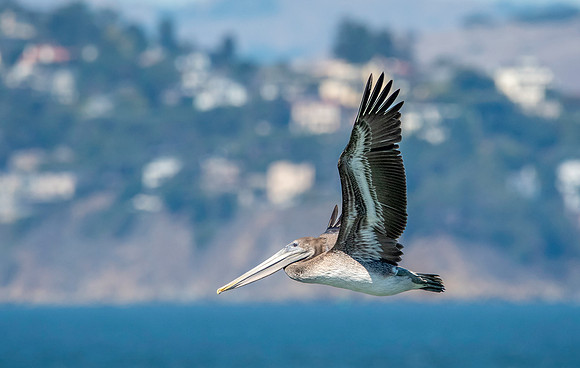 California brown pelican