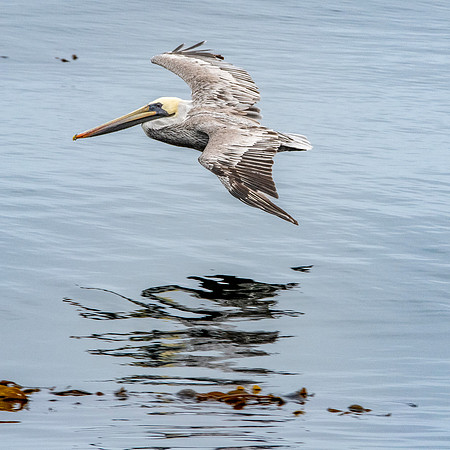 California brown pelican