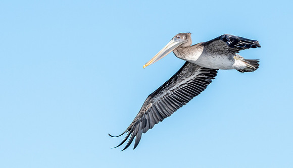 California brown pelican