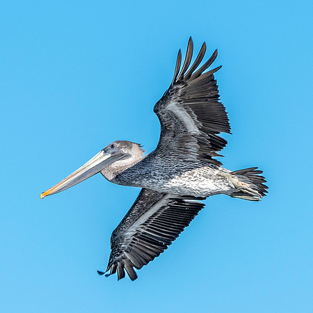 California brown pelican