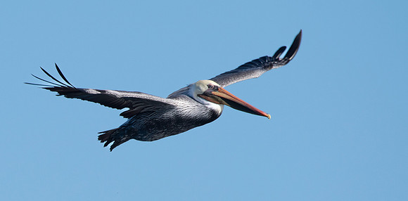 California brown pelican