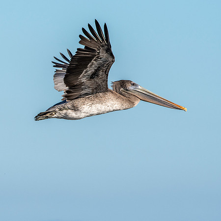 California brown pelican