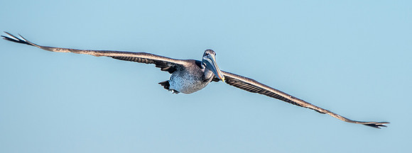 California brown pelican