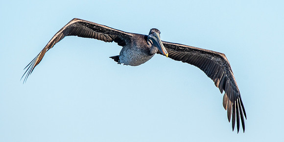 California brown pelican