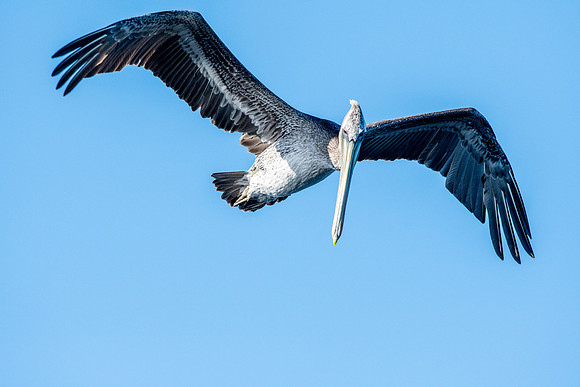 California brown pelican