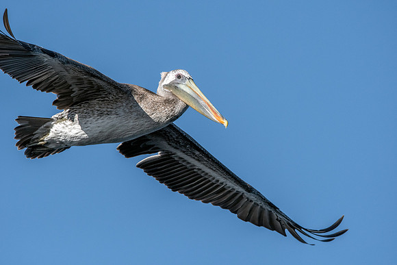 California brown pelican
