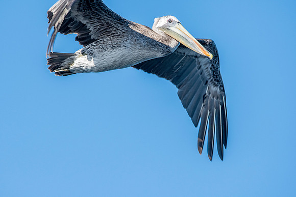 California brown pelican