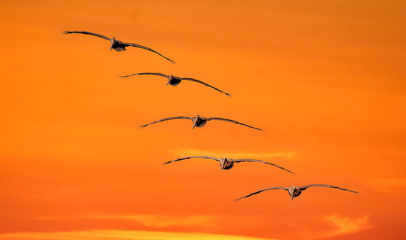 California brown pelican