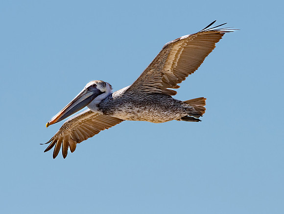 California brown pelican