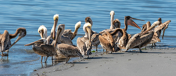 California brown pelican