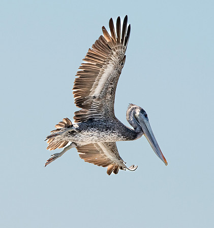 California brown pelican