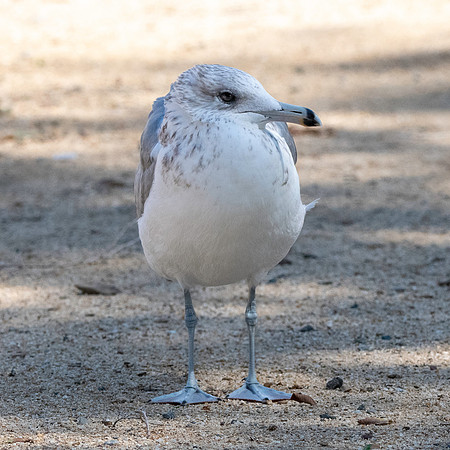 California gull