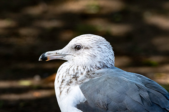 California gull