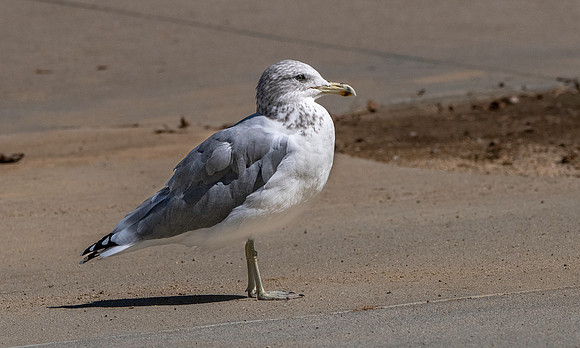 California gull