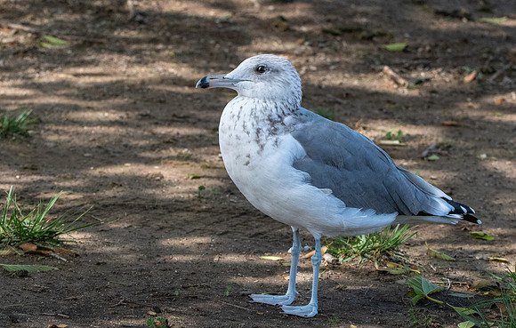 California gull