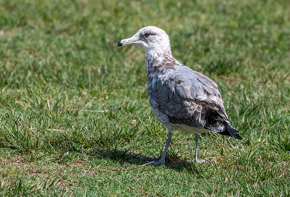California gull