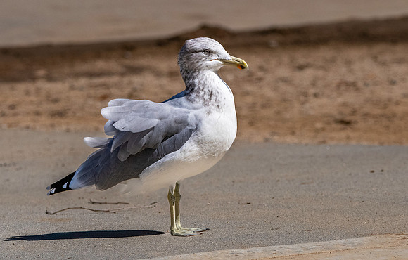 California gull