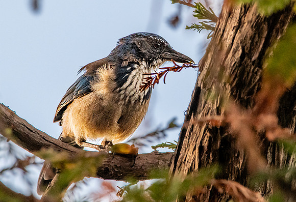 California scrub jay
