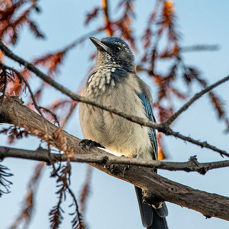 California scrub jay