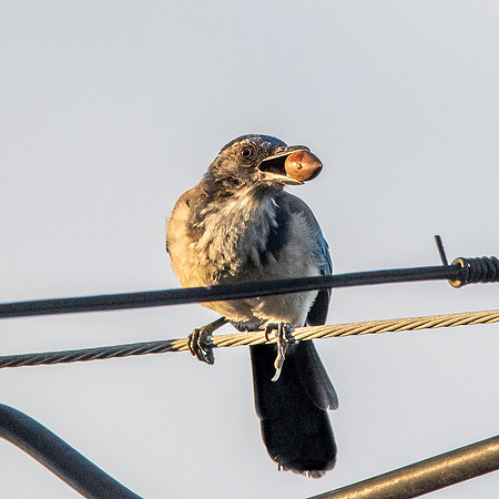 California scrub jay
