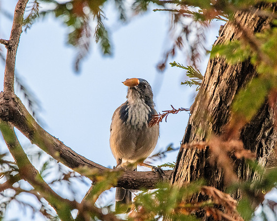 California scrub jay