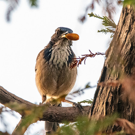 California scrub jay