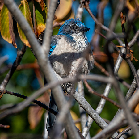 California scrub jay
