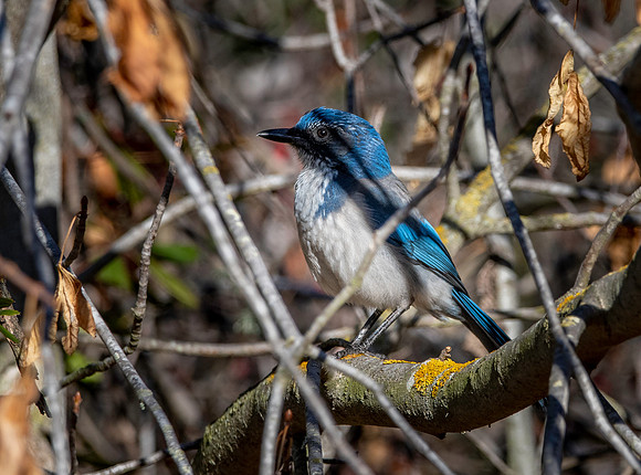 California scrub jay