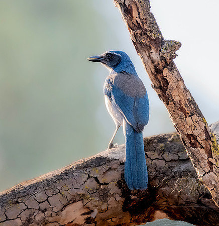 California scrub jay