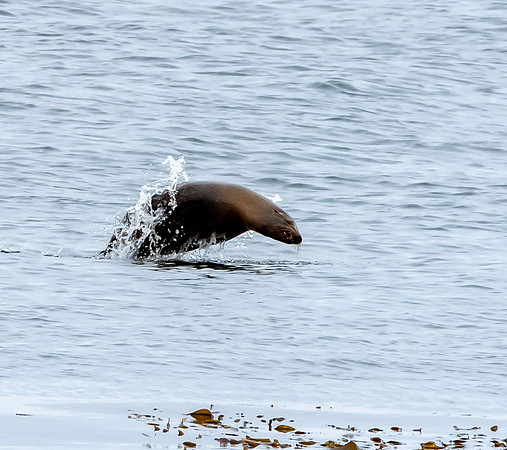 California sea lion