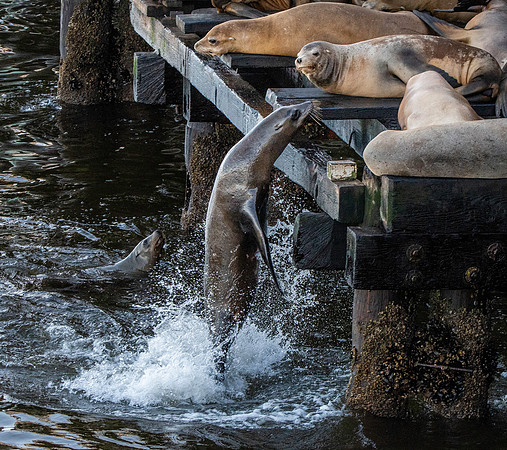 California sea lion