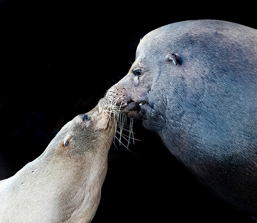 California sea lion