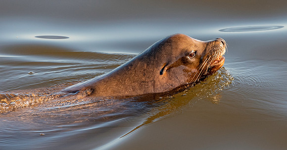 California sea lion