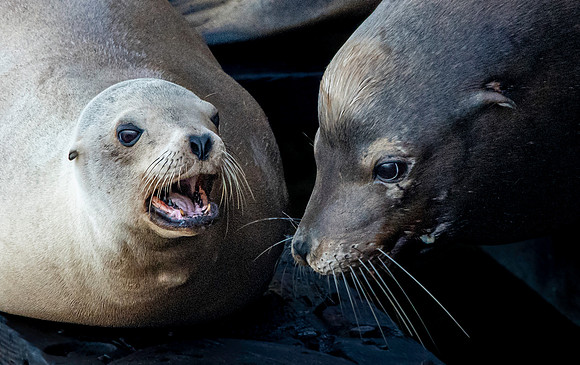 California sea lion