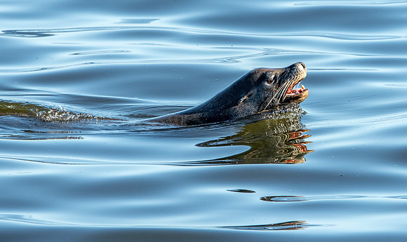 California sea lion