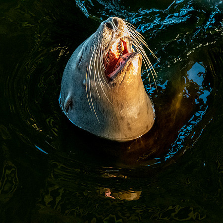 California sea lion