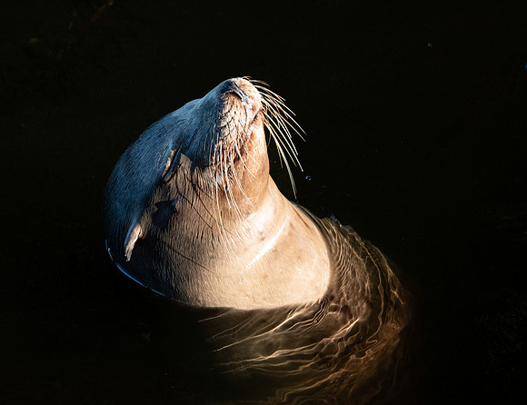 California sea lion