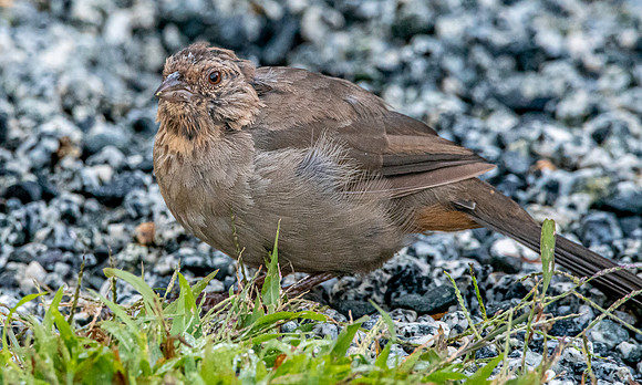 California Towhee