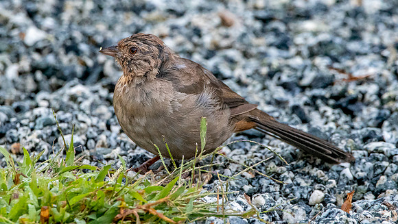 California Towhee