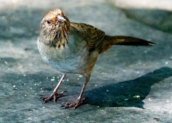 California Towhee