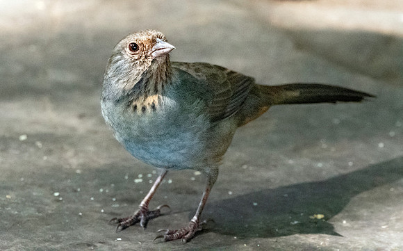 California Towhee