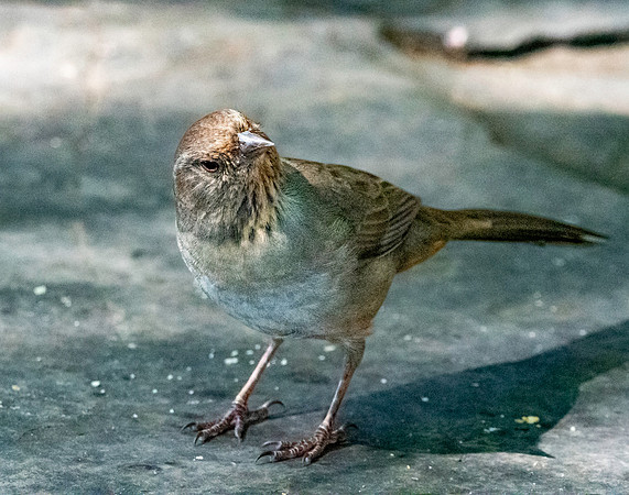 California Towhee