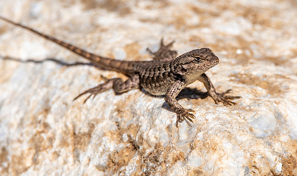 Coast Range Western Fence Lizard
