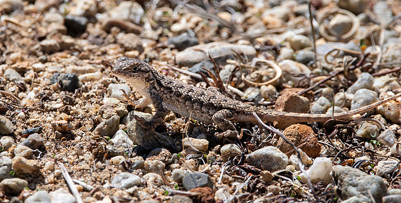 Coast Range Western Fence Lizard