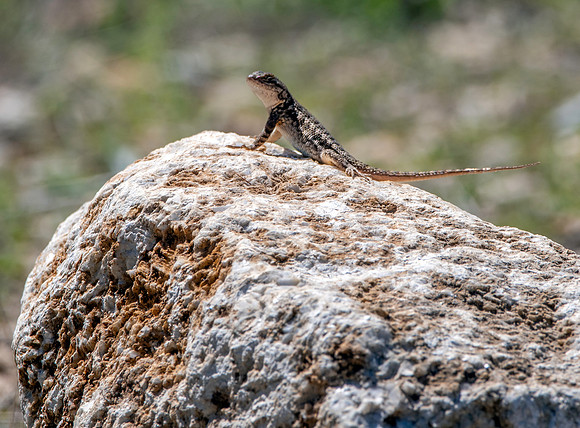 Coast Range Western Fence Lizard