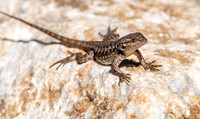 Coast Range Western Fence Lizard