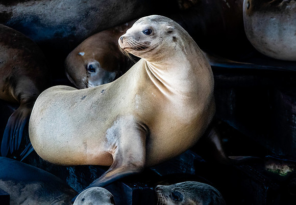 California sea lion