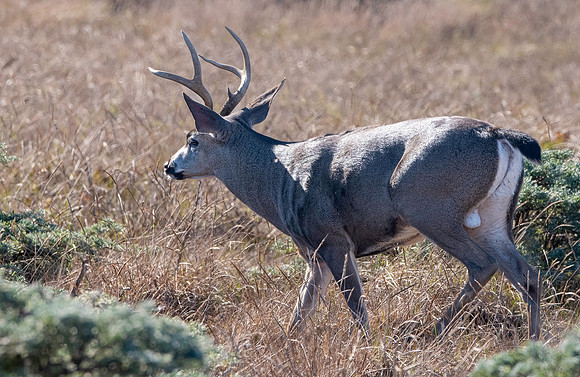 Columbian black-tailed deer