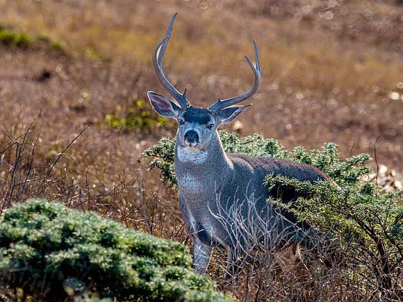 Columbian black-tailed deer